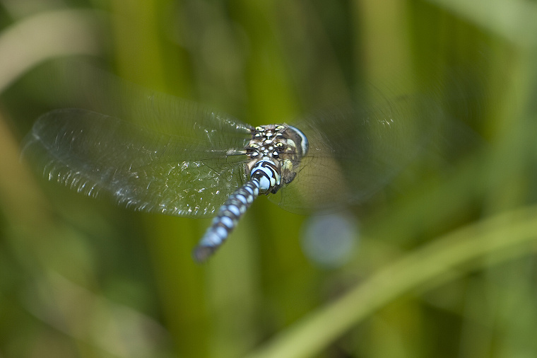 flying dragonflyGprint