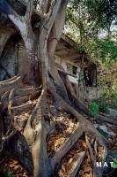 tree of night of iguanaG10by15