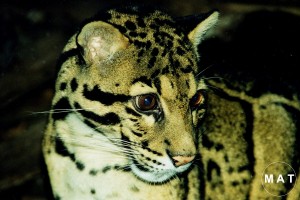 clouded leopard2