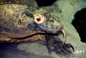 comodo drag.13by9 720