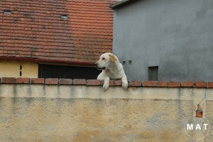 dog on the wall czech