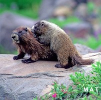 marmot6