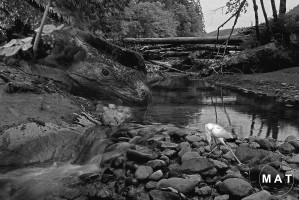 nookbeastGGGGBWprint