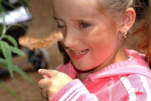 terka butterfly man print