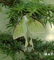 Actias selene