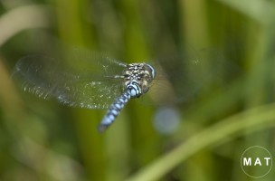 flying dragonflyGprint