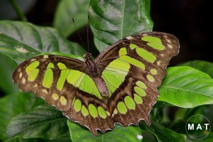 green butterfly10by16