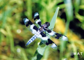 horsefly green lakeG