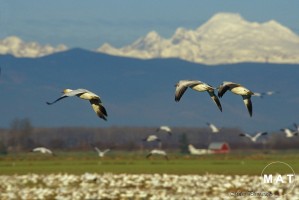 sn.geeseG15by10print